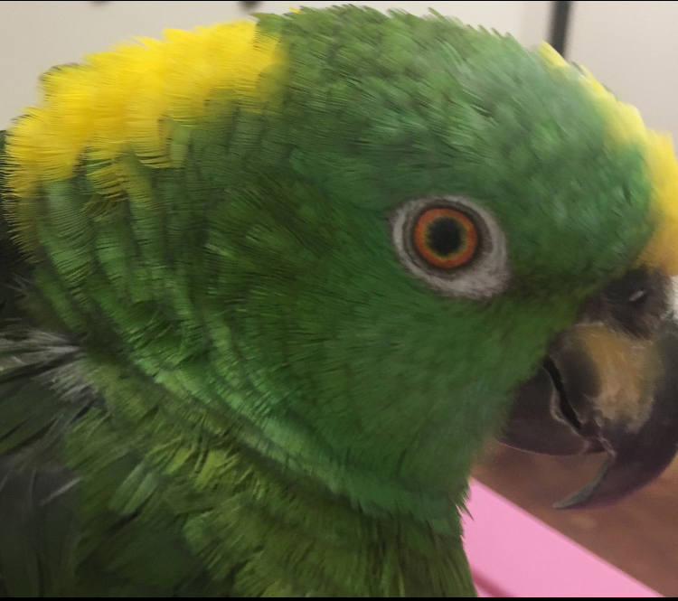 Yellow Naped Amazon Parrot