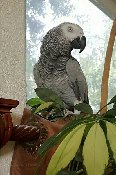 parrot1