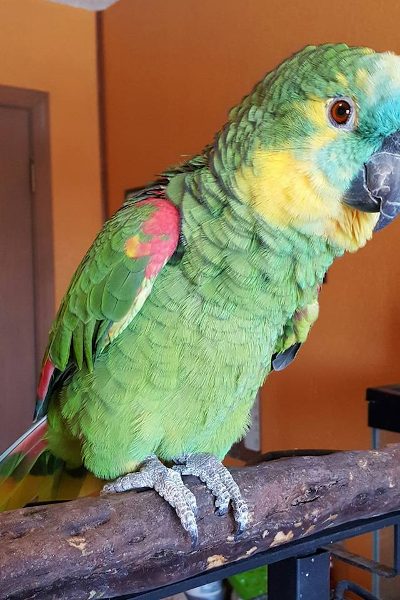 parrot6